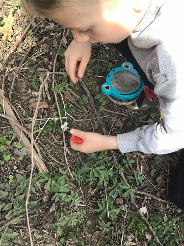 School age boy using tweezers  to investigate flowers