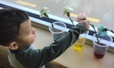 Exploring Plants and Flowers 