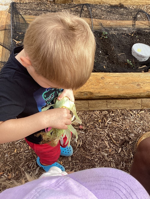 Child pulling back the husk of the corn