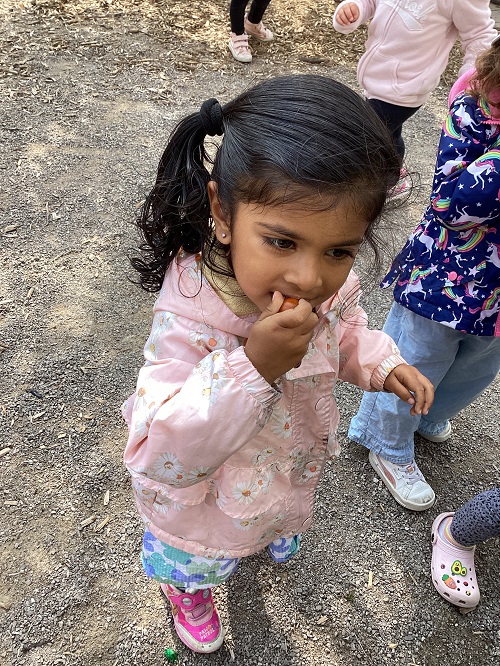 child tasting a tomatoe the harvested from the garden