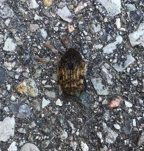 An insect on the pavement
