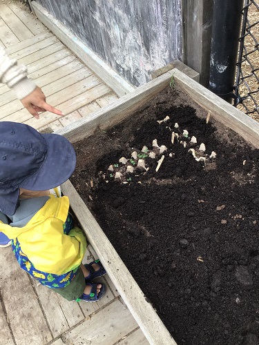 A child looking into a garden box filled with seeds being planted