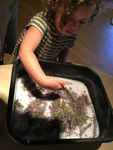 A preschooler is using her hand to mix laveder pulp in a bucket.