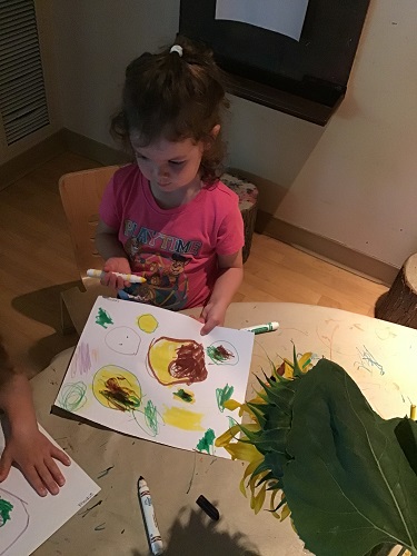 A preschooler is drawing a picture of some sunflowers on display.