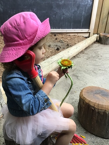 A preschooler is holding a sunflower and picking petals off.