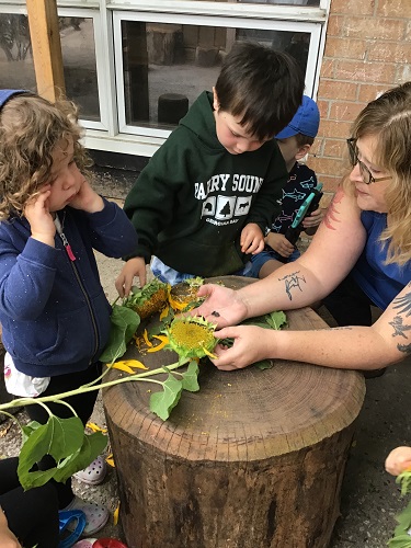 Two preschoolers and an educator are exploring sunflowers