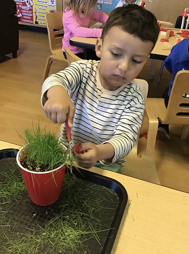 preschool child trimming grass with scissors