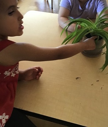 Preschool child exploring Spider plant