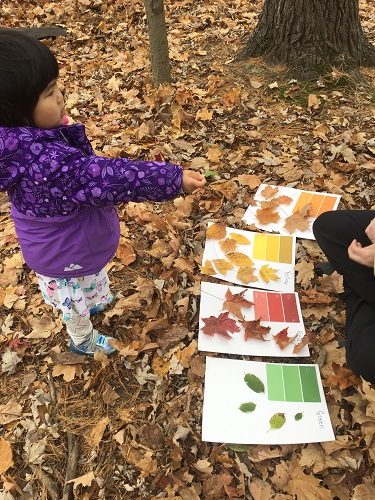 Preschool girl colour coding leaves 