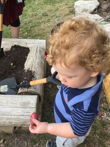 Toddlers collecting potatoes from garden