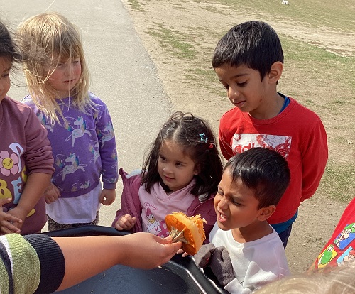 A group of children observing cut up pumpkin.