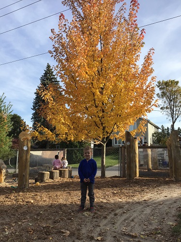 Preschool child standing in front of a big tree with all yellow leaves