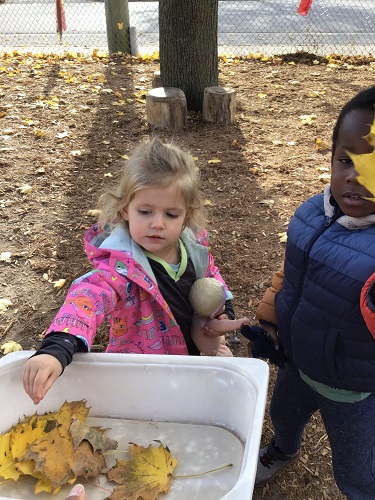 2 Preschool children looking at leaves and putting them into a bucket