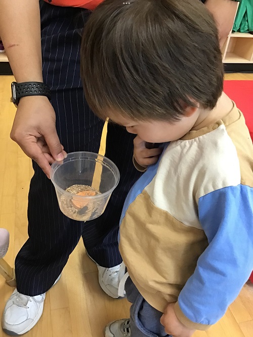 Toddler standing with fingers by his mouth staring into a bowl that has a beetle with food and bedding, there is a teacher holding the cup in front of the child