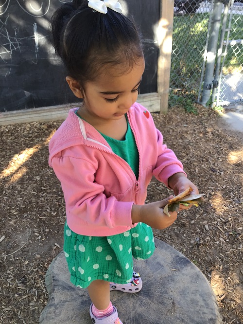 Toddler child standing with leaves in her hand looking at them