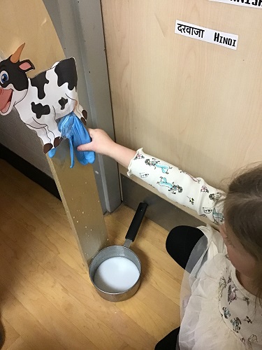 Preschool child pinching a blue glove that is filled with white liquid and attached to a photo of a cow
