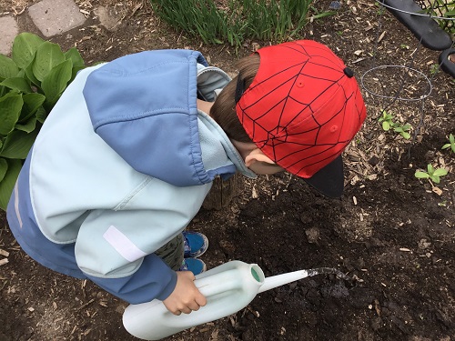 A child watering a seed just planted in soil