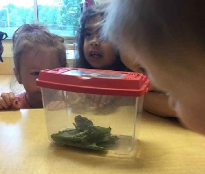 children observing a frog in a container