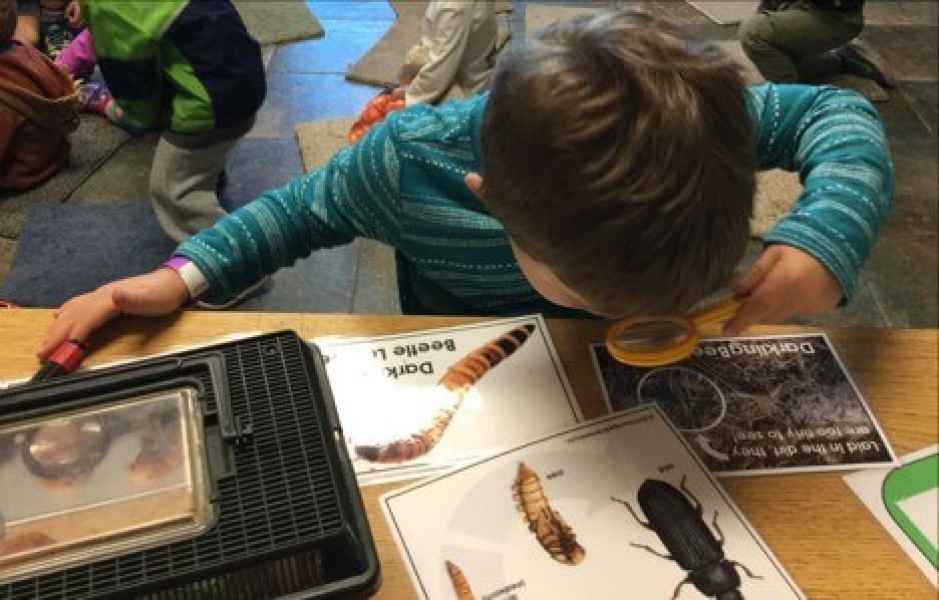 observing insects in a bowl