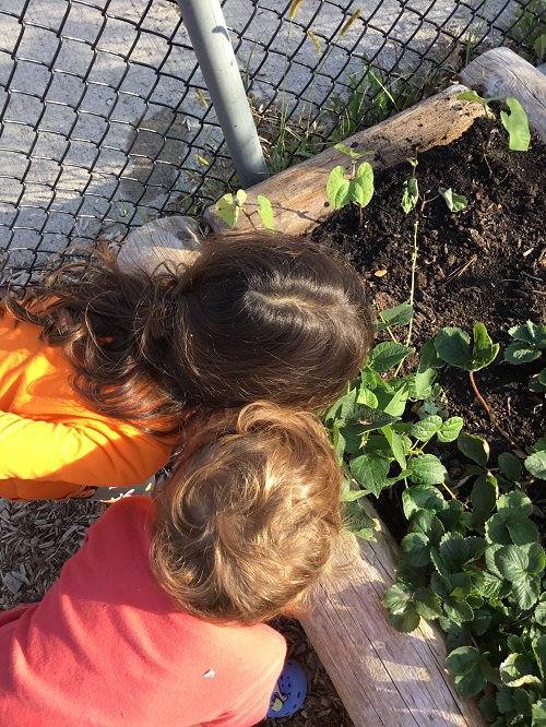 smelling plants