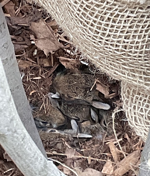 The children discovered a group of baby bunnies hidden in the playground grass. They carefully observed the bunnies, asking questions about where they lived, what they ate, and where their mother might be