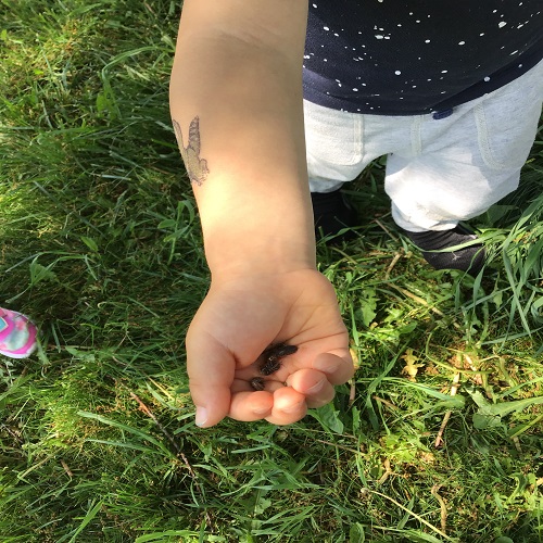 Child holding a bug in their hand. 