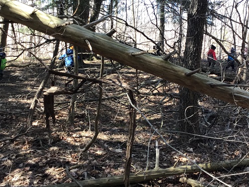 CHildren navigating through the forest.