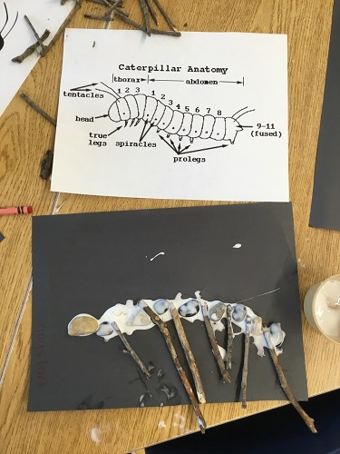 image of segmented caterpillar and recreation using sticks and stones 