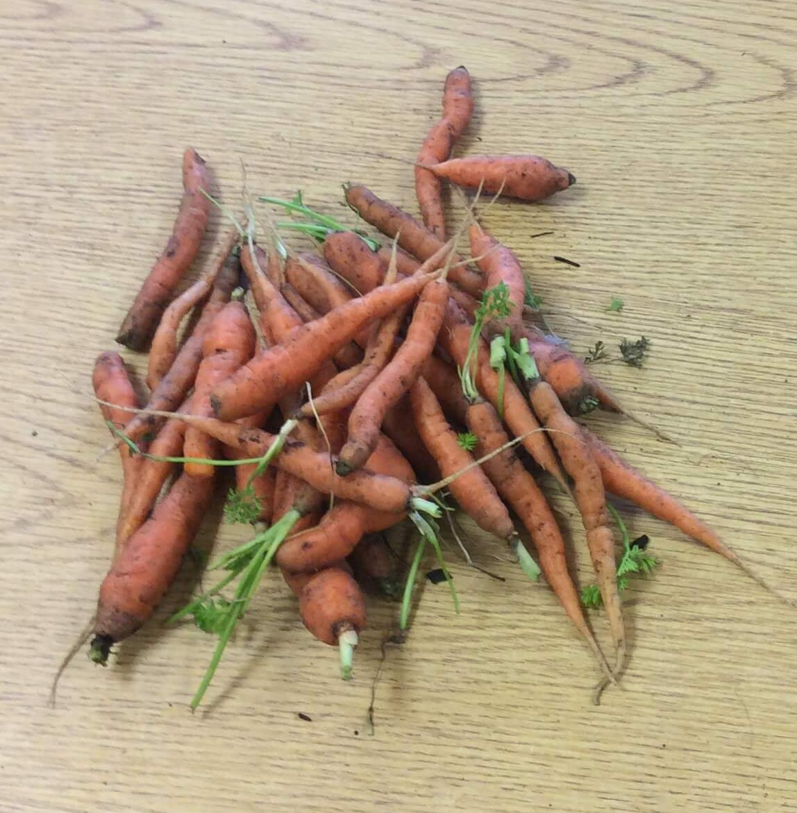 carrots from our garden