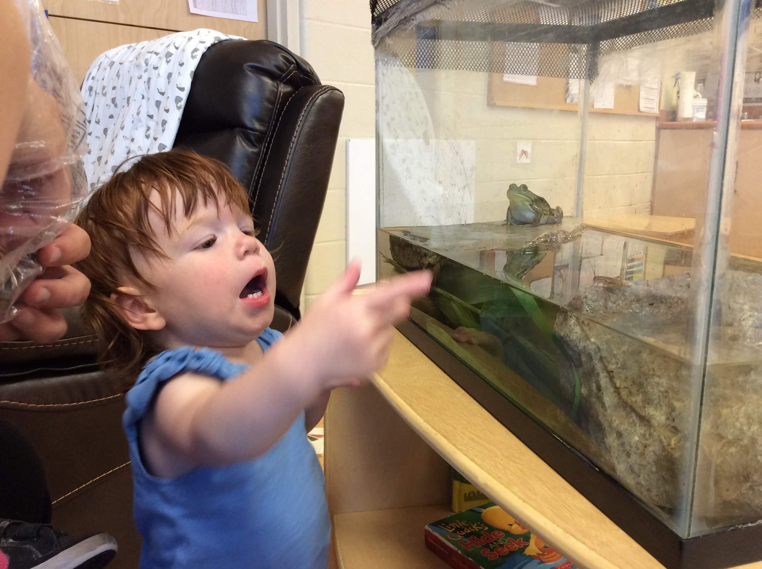 infant looking at a frog in a tank